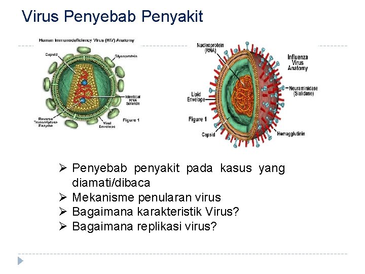 Virus Penyebab Penyakit Penyebab penyakit pada kasus yang diamati/dibaca Mekanisme penularan virus Bagaimana karakteristik