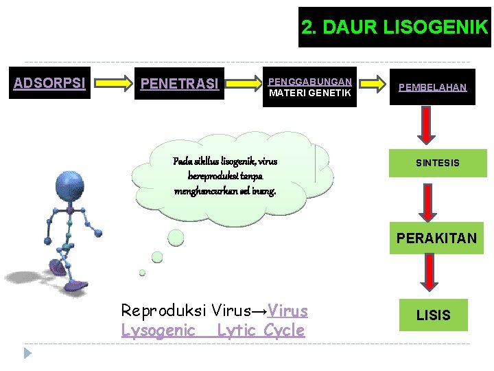 2. DAUR LISOGENIK ADSORPSI PENETRASI PENGGABUNGAN MATERI GENETIK Pada sikllus lisogenik, virus bereproduksi tanpa