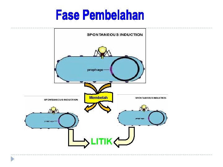 Membelah LITIK 