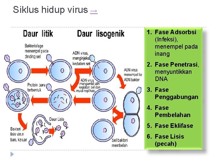 Siklus hidup virus → 1. Fase Adsorbsi (Infeksi), menempel pada inang 2. Fase Penetrasi,