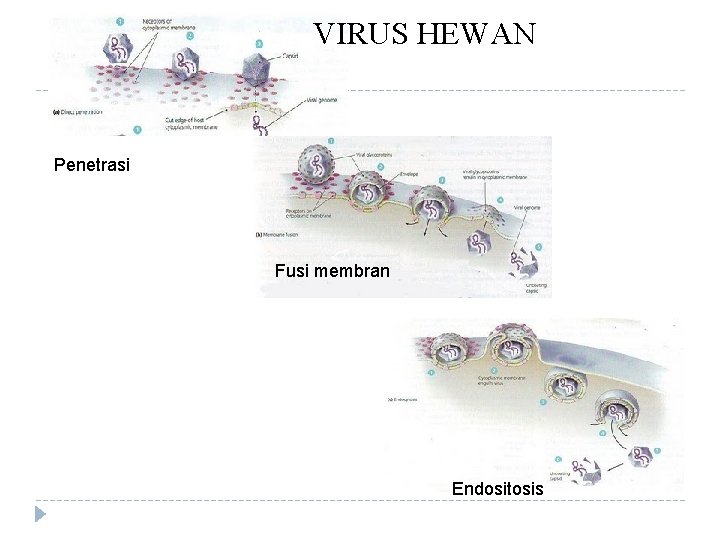 VIRUS HEWAN Penetrasi Fusi membran Endositosis 