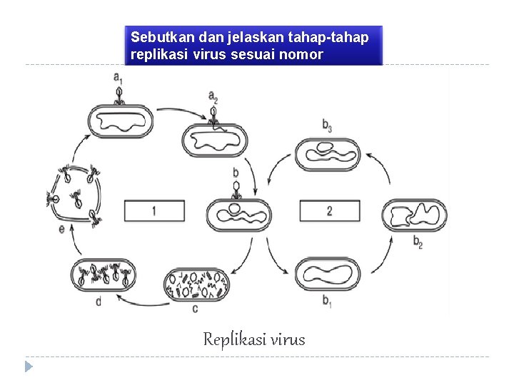 Sebutkan dan jelaskan tahap-tahap replikasi virus sesuai nomor Replikasi virus 