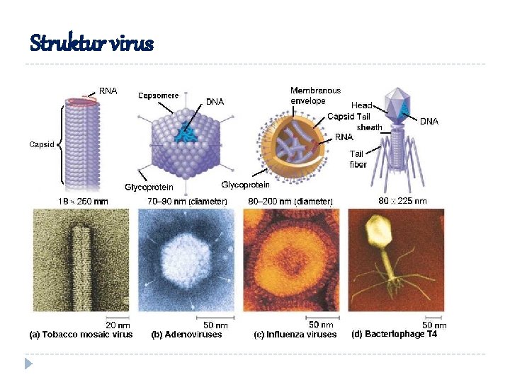 Struktur virus 