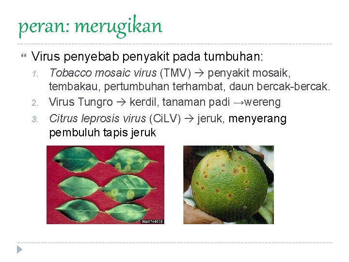 peran: merugikan Virus penyebab penyakit pada tumbuhan: 1. 2. 3. Tobacco mosaic virus (TMV)