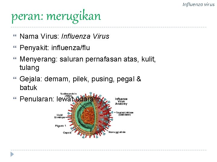 Influenza virus peran: merugikan Nama Virus: Influenza Virus Penyakit: influenza/flu Menyerang: saluran pernafasan atas,