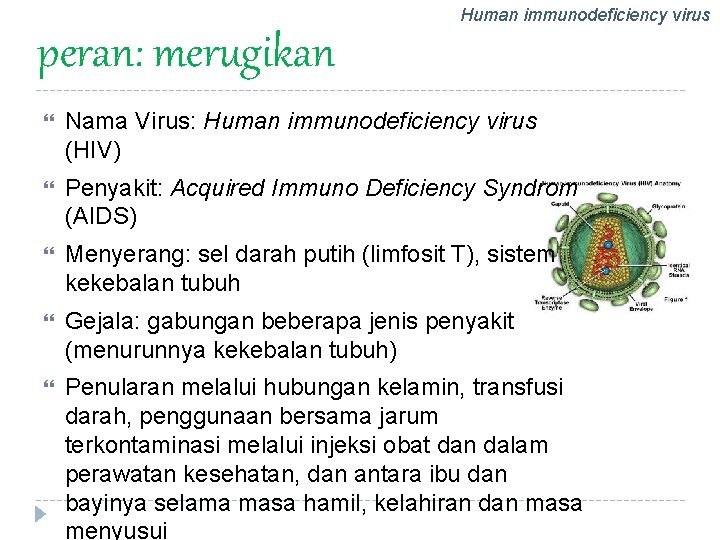 Human immunodeficiency virus peran: merugikan Nama Virus: Human immunodeficiency virus (HIV) Penyakit: Acquired Immuno