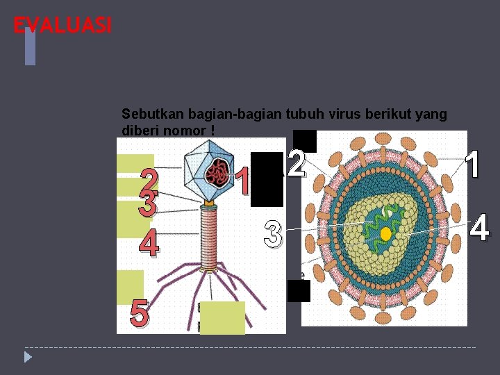 EVALUASI Sebutkan bagian-bagian tubuh virus berikut yang diberi nomor ! 2 3 4 5