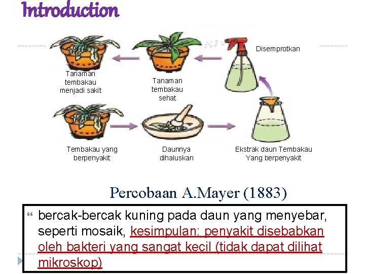 Introduction Disemprotkan Tanaman tembakau menjadi sakit Tanaman tembakau sehat Tembakau yang berpenyakit Daunnya dihaluskan