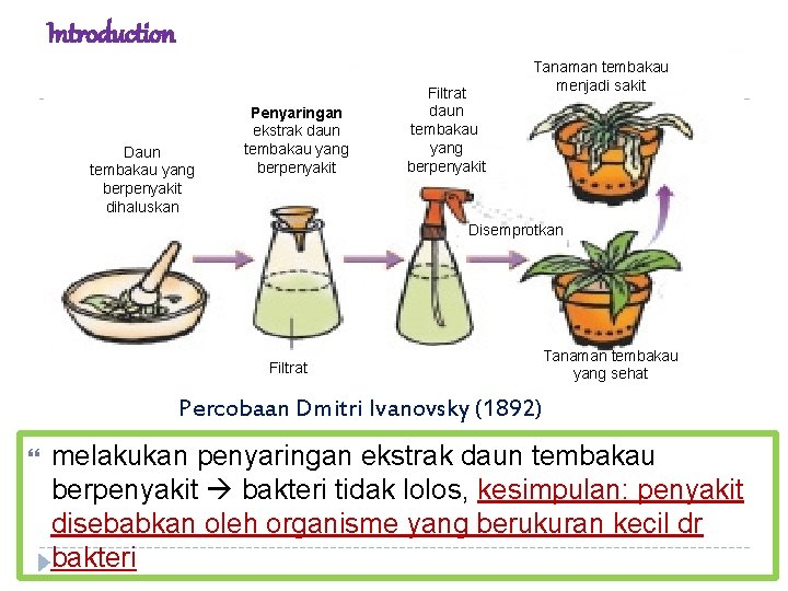 Introduction Daun tembakau yang berpenyakit dihaluskan Penyaringan ekstrak daun tembakau yang berpenyakit Filtrat daun