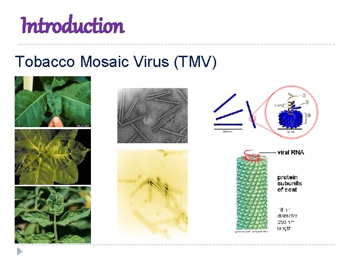 Introduction Tobacco Mosaic Virus (TMV) 
