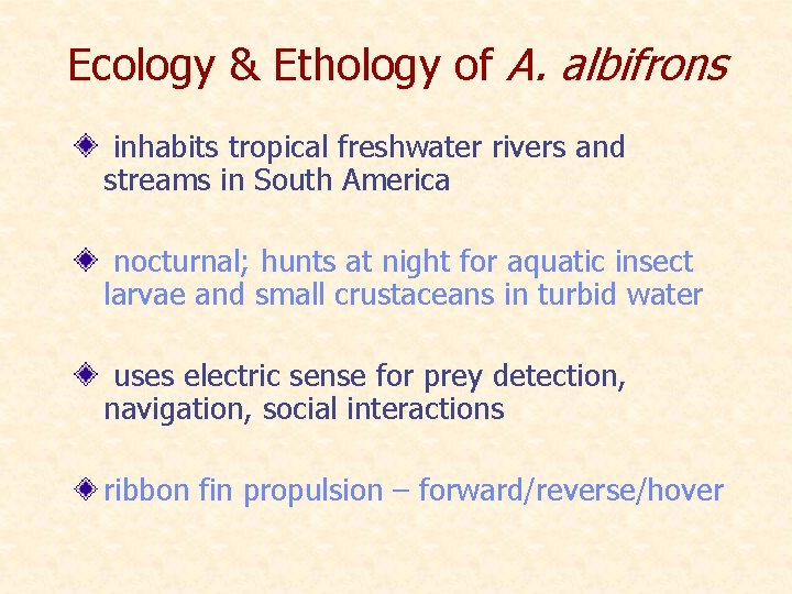 Ecology & Ethology of A. albifrons inhabits tropical freshwater rivers and streams in South