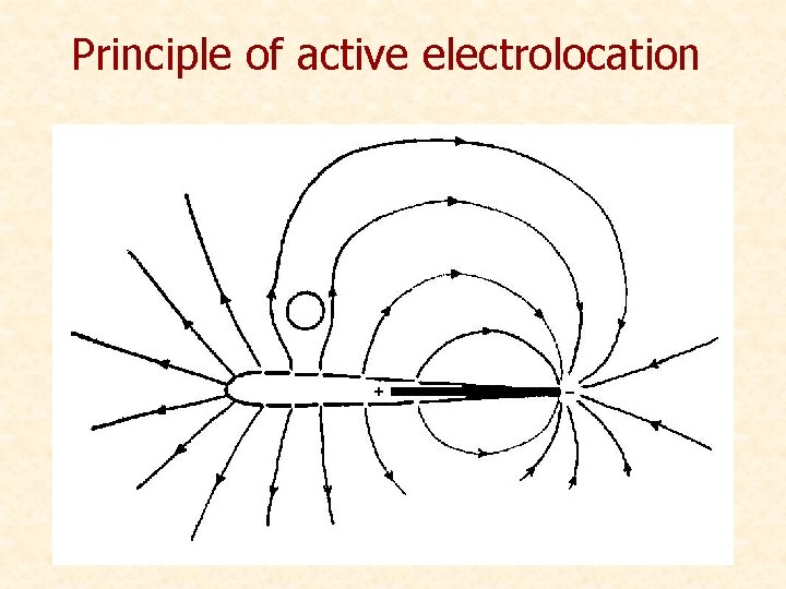 Principle of active electrolocation 