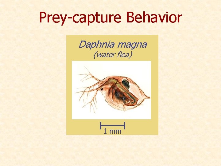 Prey-capture Behavior Daphnia magna (water flea) 1 mm 