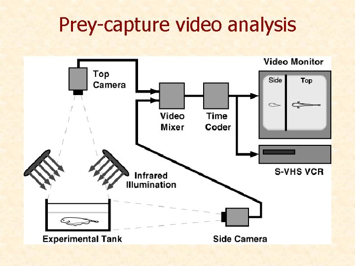 Prey-capture video analysis 