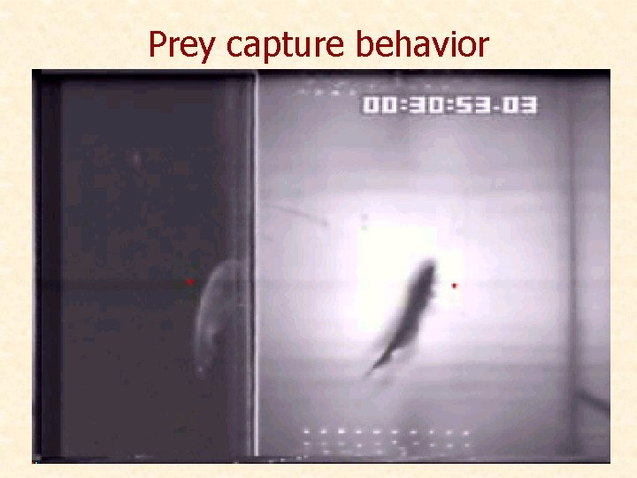 Prey capture behavior 