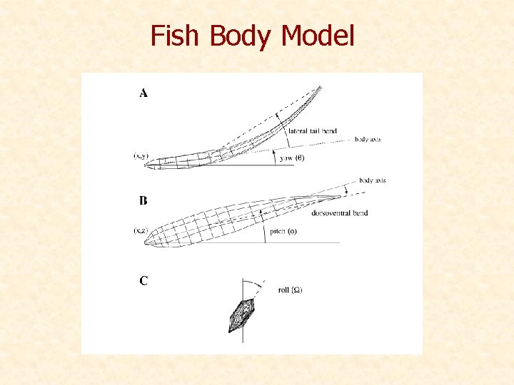 Fish Body Model 