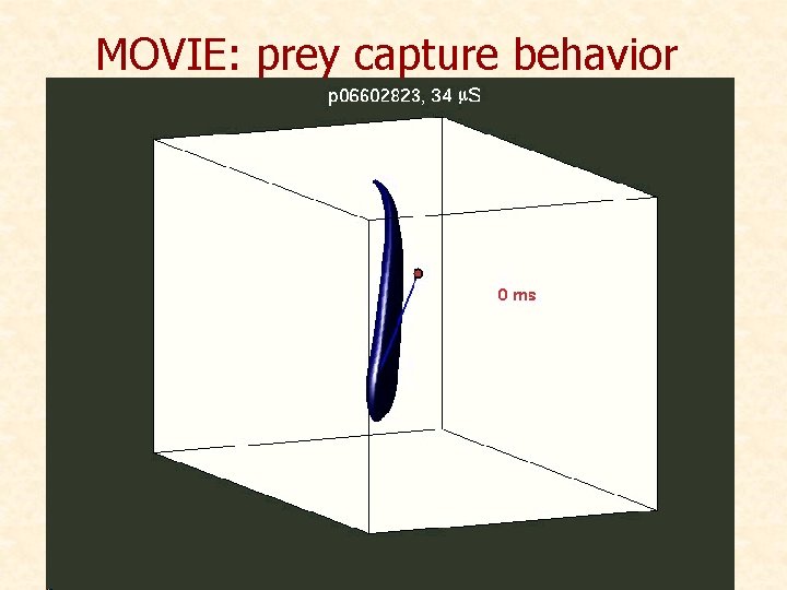 MOVIE: prey capture behavior 
