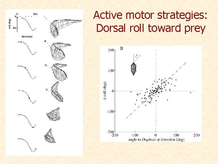 Active motor strategies: Dorsal roll toward prey 