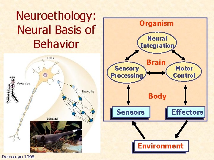 Neuroethology: Neural Basis of Behavior Organism Neural Integration Sensory Processing Brain Motor Control Body