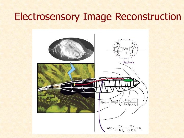 Electrosensory Image Reconstruction 