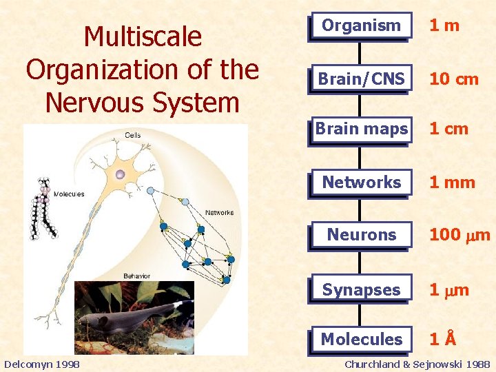 Multiscale Organization of the Nervous System Delcomyn 1998 Organism 1 m Brain/CNS 10 cm