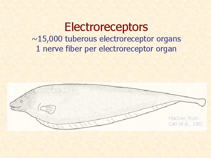 Electroreceptors mechano ~15, 000 tuberous electroreceptor organs 1 nerve fiber per electroreceptor organ Mac.