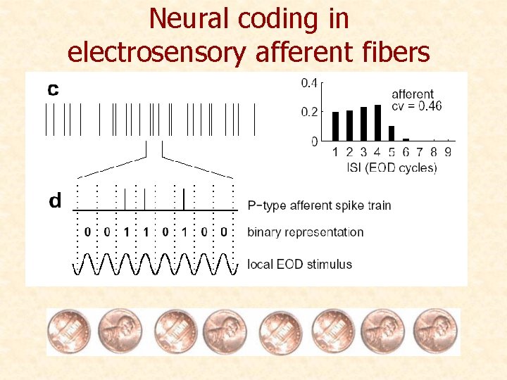 Neural coding in electrosensory afferent fibers 