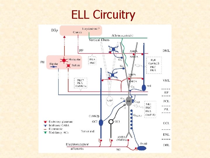 ELL Circuitry 