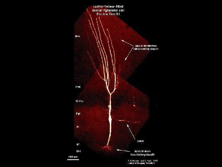 ELL histology 