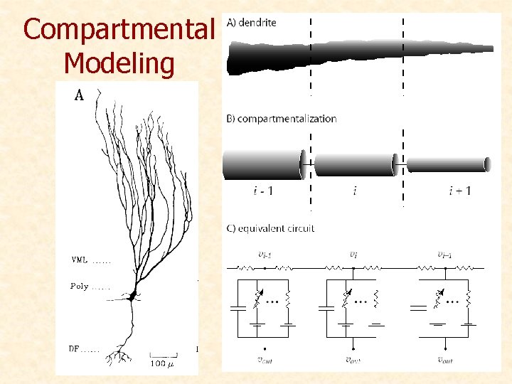 Compartmental Modeling 