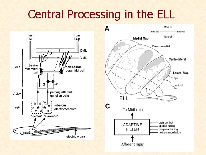Central Processing in the ELL 