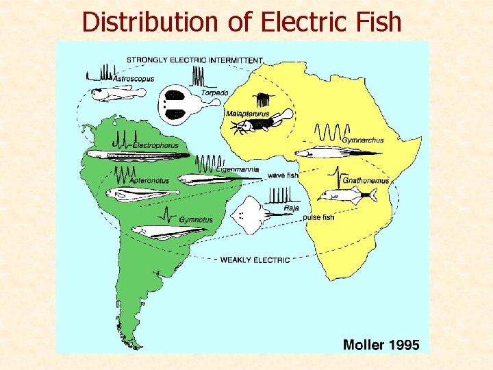 Distribution of Electric Fish 