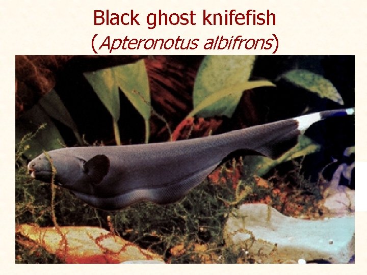 Black ghost knifefish (Apteronotus albifrons) 
