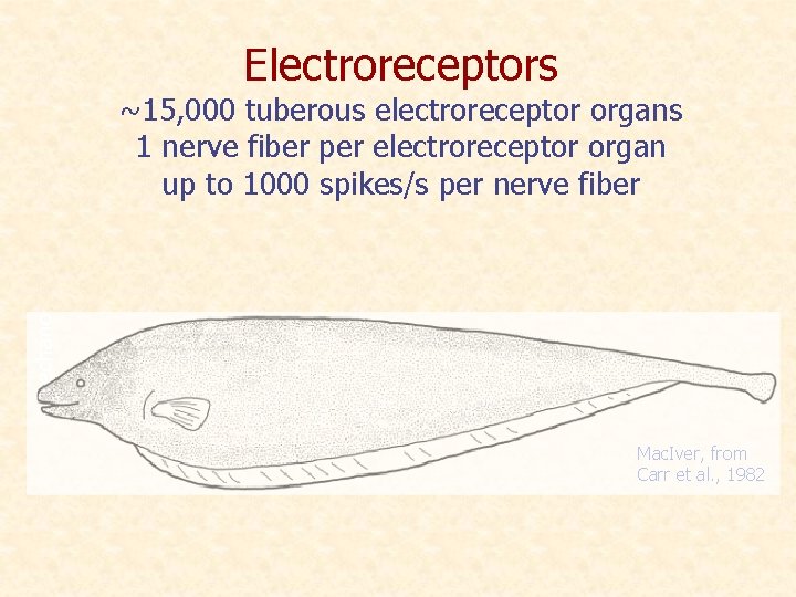Electroreceptors mechano ~15, 000 tuberous electroreceptor organs 1 nerve fiber per electroreceptor organ up