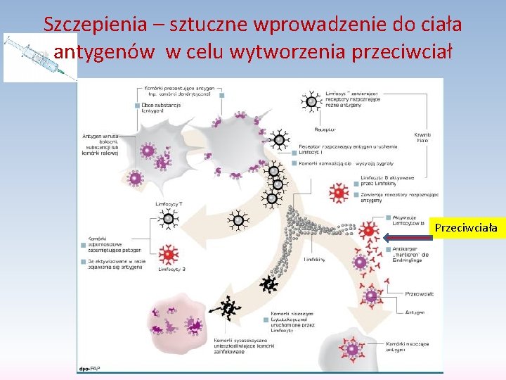 Szczepienia – sztuczne wprowadzenie do ciała antygenów w celu wytworzenia przeciwciał Przeciwciała 