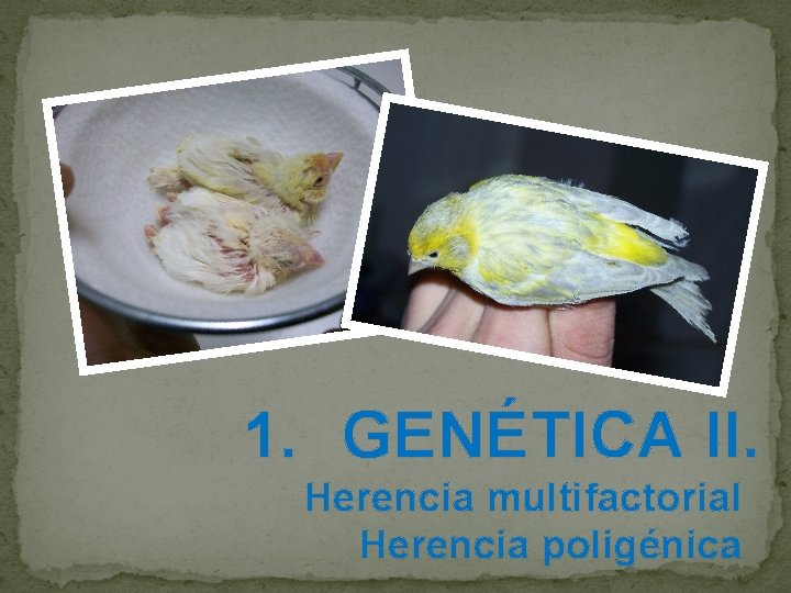  1. GENÉTICA II. Herencia multifactorial Herencia poligénica 