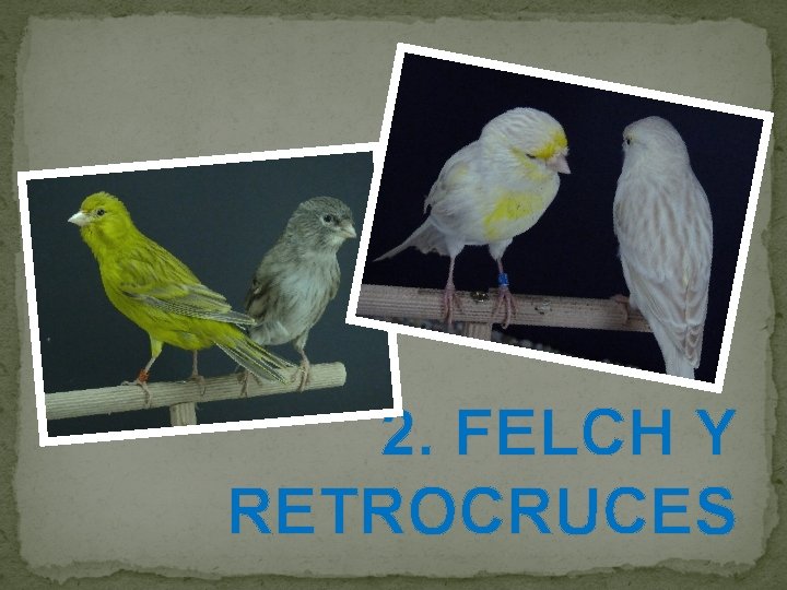  2. FELCH Y RETROCRUCES 