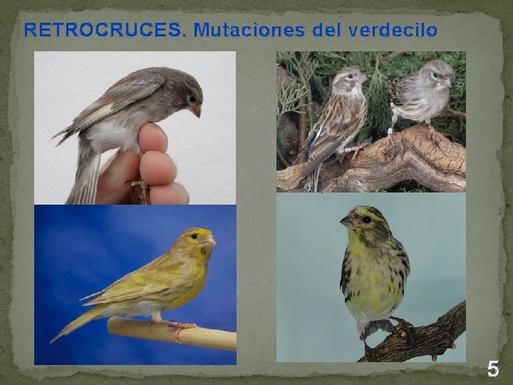  RETROCRUCES. Mutaciones del verdecilo 5 