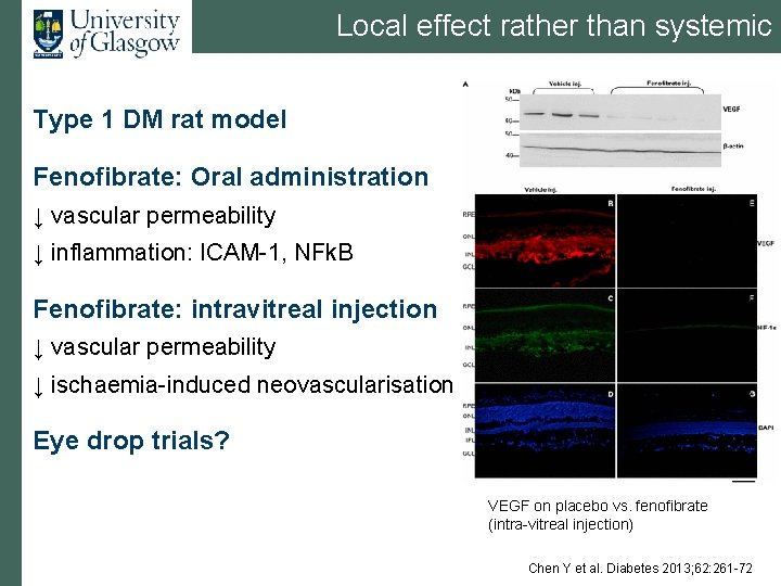 Local effect rather than systemic Type 1 DM rat model Fenofibrate: Oral administration ↓