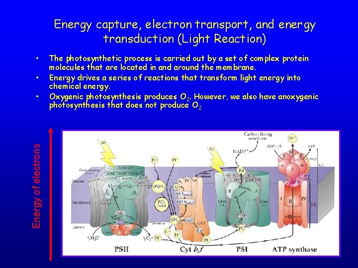 Energy capture, electron transport, and energy transduction (Light Reaction) • • Energy of electrons