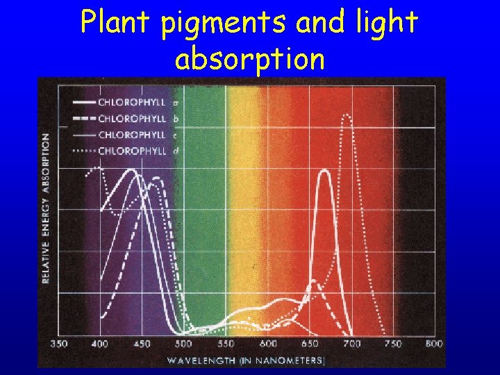 Plant pigments and light absorption 