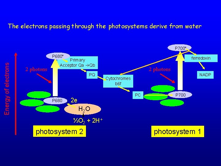 The electrons passing through the photosystems derive from water P 700* Energy of electrons