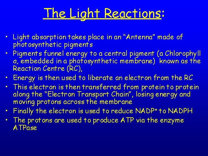 The Light Reactions: • Light absorption takes place in an “Antenna” made of photosynthetic