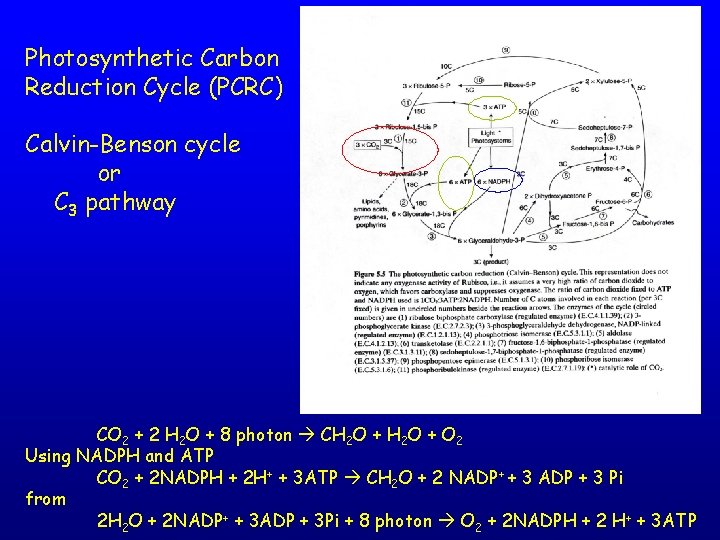 Photosynthetic Carbon Reduction Cycle (PCRC) Calvin-Benson cycle or C 3 pathway CO 2 +