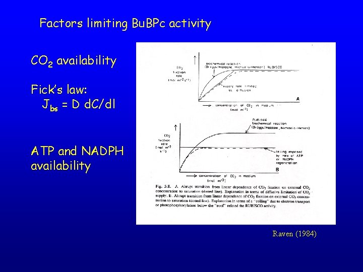 Factors limiting Bu. BPc activity CO 2 availability Fick’s law: Jbs = D d.
