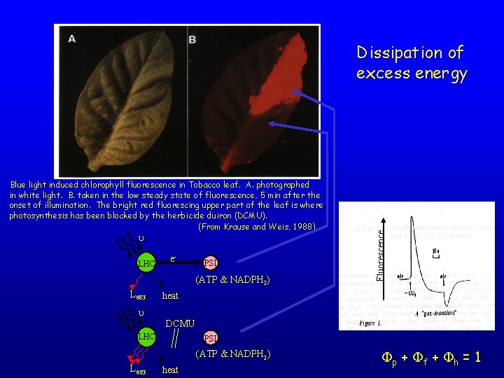 Blue light induced chlorophyll fluorescence in Tobacco leaf. A. photographed in white light. B.