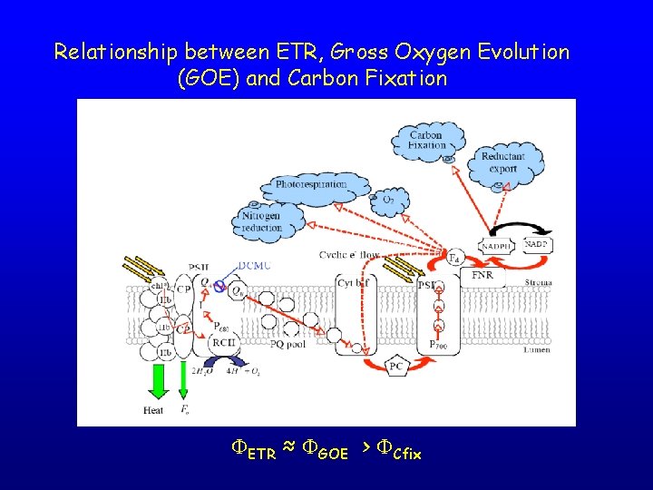 Relationship between ETR, Gross Oxygen Evolution (GOE) and Carbon Fixation FETR ≈ FGOE >