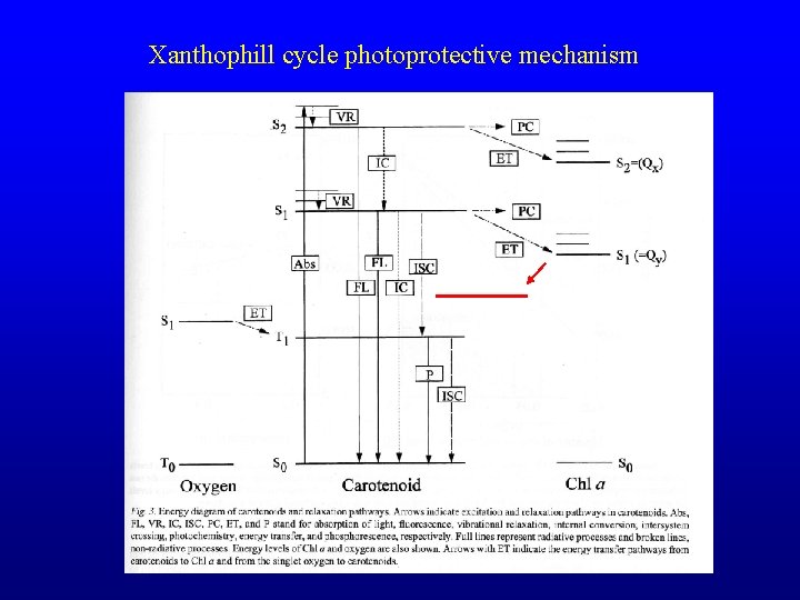 Xanthophill cycle photoprotective mechanism 