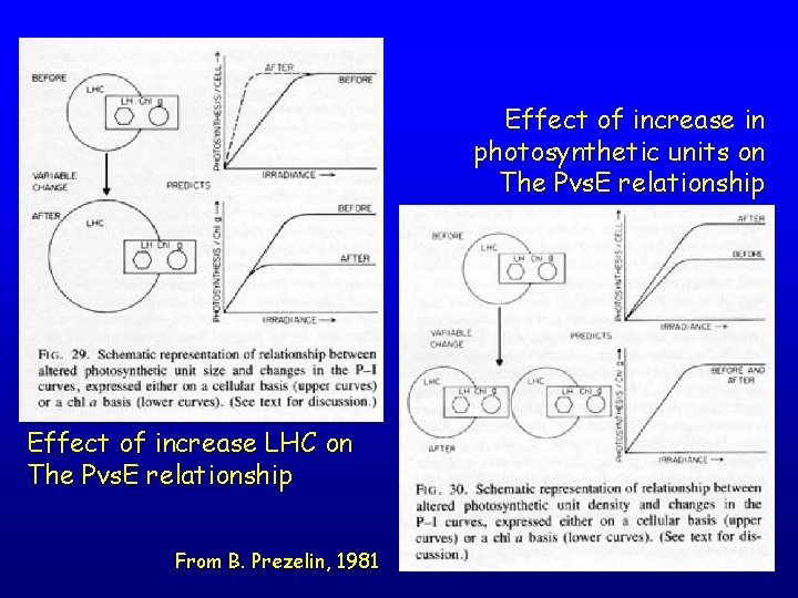 Effect of increase in photosynthetic units on The Pvs. E relationship Effect of increase