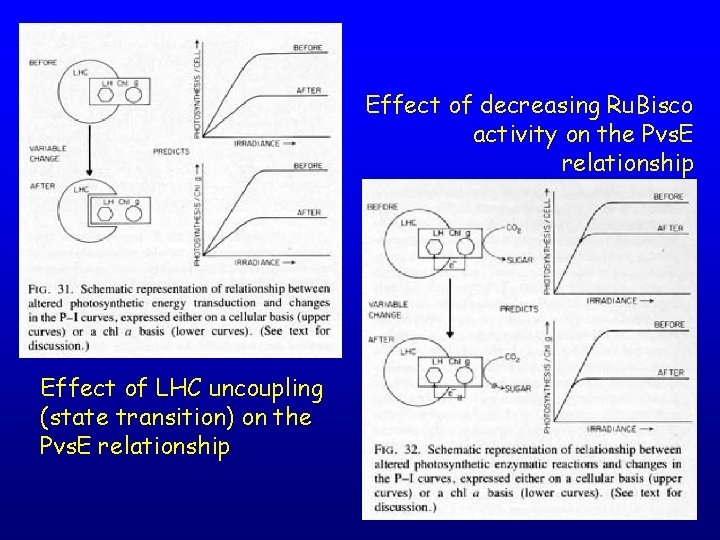 Effect of decreasing Ru. Bisco activity on the Pvs. E relationship Effect of LHC